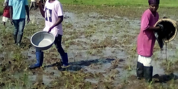 COMMUNITY DEVELOPMENT PROJECTS