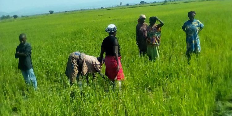 COMMUNITY DEVELOPMENT PROJECTS